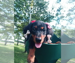 Small Photo #4 Dachshund Puppy For Sale in ALABASTER, AL, USA
