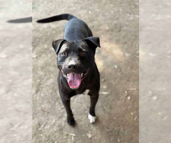 Medium Photo #1 Mutt Puppy For Sale in Riverside, CA, USA