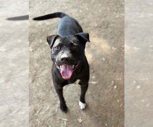 Mutt Dogs for adoption in Riverside, CA, USA