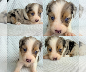 Miniature Australian Shepherd Puppy for sale in BROOKER, FL, USA