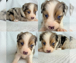 Image preview for Ad Listing. Nickname: Blue Merle male
