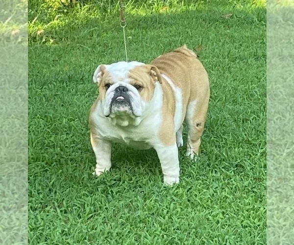 Medium Photo #1 English Bulldog Puppy For Sale in BRENTWOOD, TN, USA