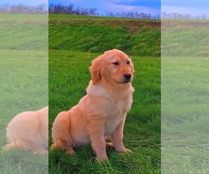 Golden Retriever Puppy for sale in FREDERICKSBURG, OH, USA