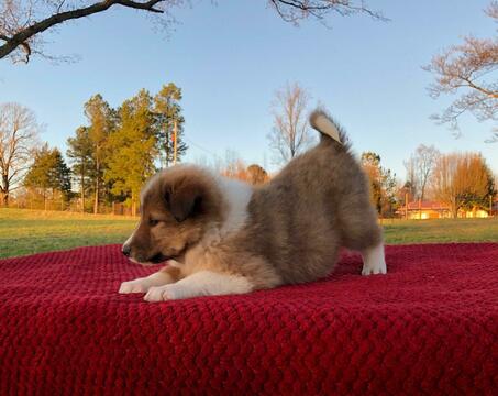 Medium Photo #6 Collie Puppy For Sale in CENTERTOWN, TN, USA