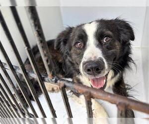 Border Collie Dogs for adoption in Houston, TX, USA