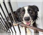 Small Border Collie