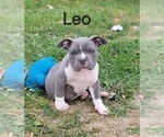 Puppy Puppy 3 Leo American Bully