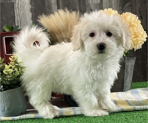 Medium Photo #2 Biton Puppy For Sale in CANOGA, NY, USA