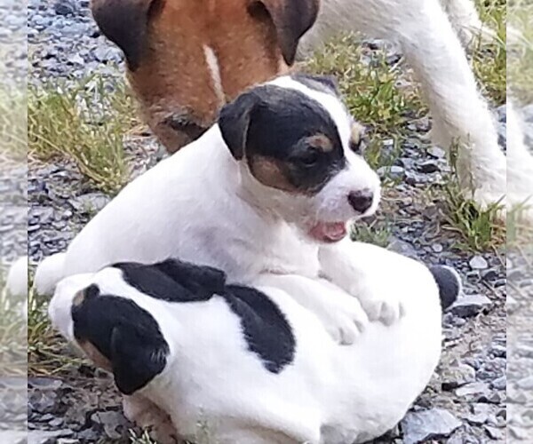 Medium Photo #6 Jack Russell Terrier Puppy For Sale in FAIRMOUNT, GA, USA