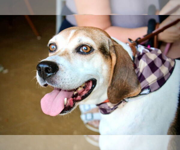 Medium Photo #3 Mutt Puppy For Sale in Westwood, NJ, USA