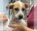 Small #1 Mutt