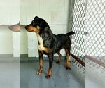 Small #2 Mutt