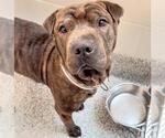 Small #2 Chinese Shar-Pei Mix