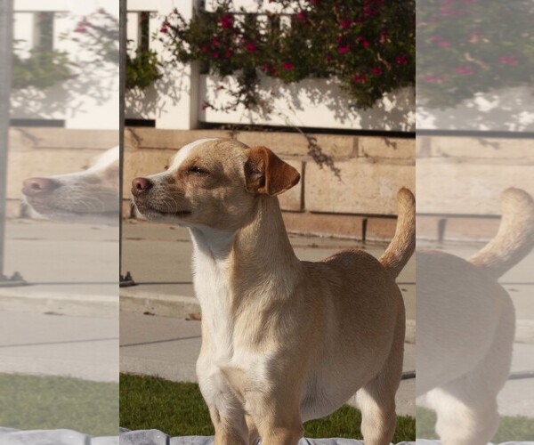 Medium Photo #4 Chihuahua-Unknown Mix Puppy For Sale in La Verne, CA, USA