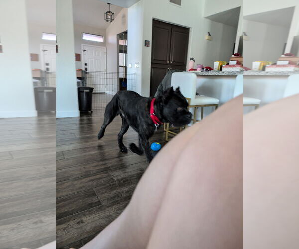 Medium Photo #10 Mutt Puppy For Sale in Goodyear, AZ, USA