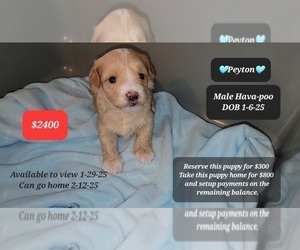 Poovanese Puppy for sale in TUCSON, AZ, USA