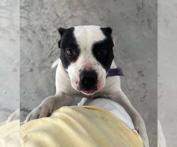 Medium Photo #2 Mutt Puppy For Sale in Tarboro, NC, USA