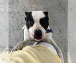 Small #1 Mutt