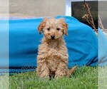 Small Goldendoodle (Miniature)