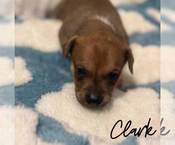 Medium Photo #2 Mutt Puppy For Sale in Newfield, NJ, USA