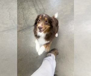 Australian Shepherd Dogs for adoption in Fairfield, IL, USA