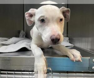 American Pit Bull Terrier Dogs for adoption in Pasadena, CA, USA