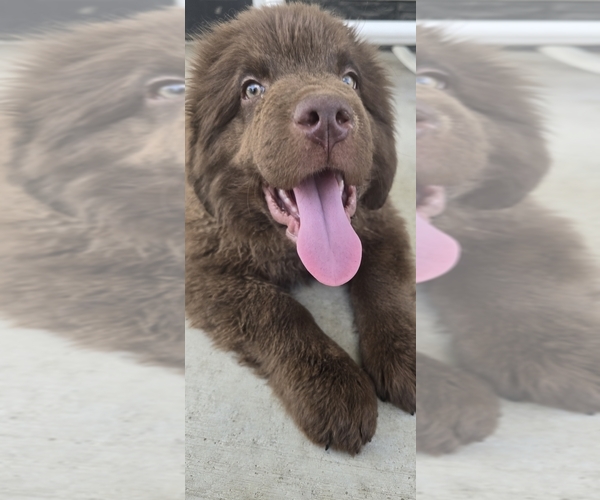 Medium Photo #1 Newfoundland Puppy For Sale in TILTON, IL, USA