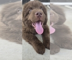 Puppy Teddy Newfoundland