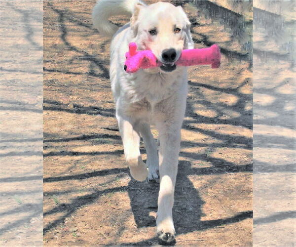 Medium Photo #5 Great Pyrenees-Retriever  Mix Puppy For Sale in Godley, TX, USA