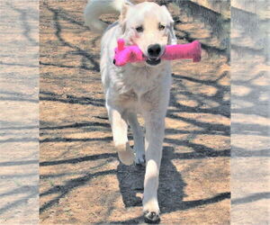 Zorro - Male Great Pyrenees-Retriever  Mix Dog for Adoption - Photo #5