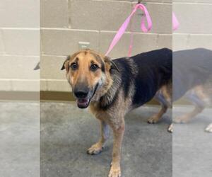 German Shepherd Dog Dogs for adoption in Texas City, TX, USA