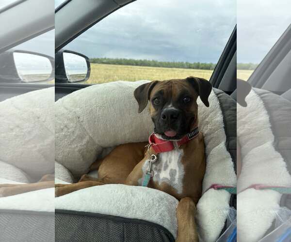 Medium Photo #2 Boxer Puppy For Sale in Stanwood, WA, USA