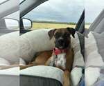 Small #1 Boxer