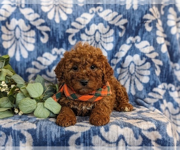 Medium Photo #5 Goldendoodle (Miniature) Puppy For Sale in LINCOLN UNIVERSITY, PA, USA