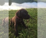 Small Photo #8 German Shorthaired Pointer Puppy For Sale in SUMMERSVILLE, WV, USA