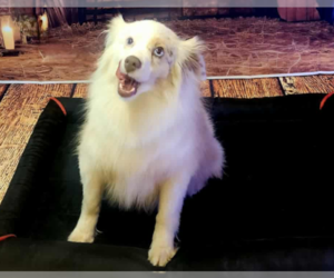 Australian Shepherd-Unknown Mix Dogs for adoption in Cranston, RI, USA