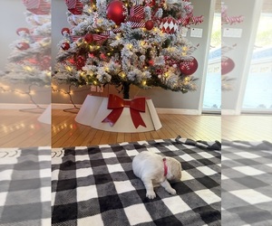 Medium English Cream Golden Retriever