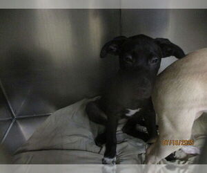American Pit Bull Terrier-Unknown Mix Dogs for adoption in Oklahoma City, OK, USA