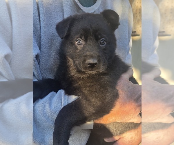 Medium Photo #2 German Shepherd Dog Puppy For Sale in CASTLE ROCK, WA, USA