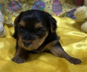 Yorkshire Terrier Puppy for sale in LANCASTER, MO, USA
