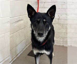 German Shepherd Dog Dogs for adoption in San Bernardino, CA, USA