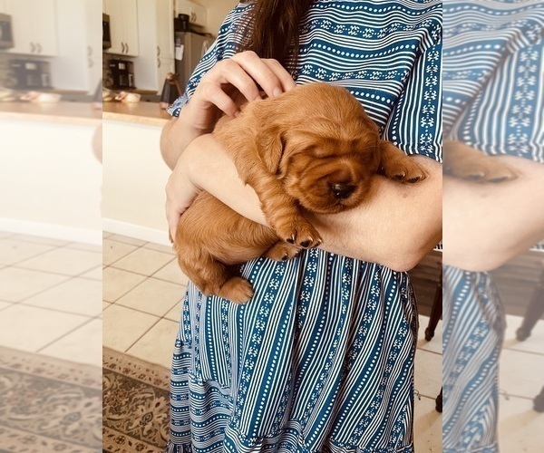 Medium Photo #25 Golden Retriever Puppy For Sale in BEDFORD, TX, USA