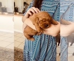 Small #24 Golden Retriever