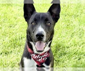 Border Collie-Unknown Mix Dogs for adoption in Pueblo, CO, USA