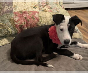 Mutt Dogs for adoption in Euless, TX, USA