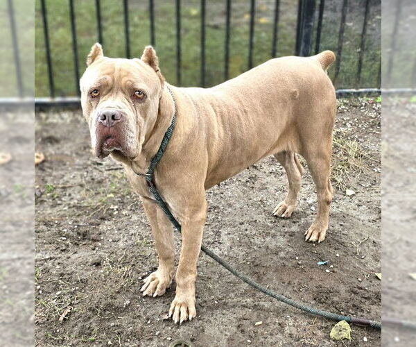 Medium Photo #2 Mutt Puppy For Sale in Long Beach, CA, USA