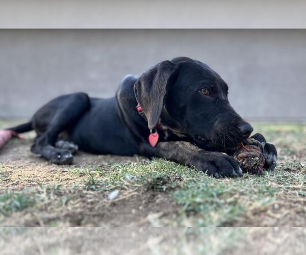 Medium Photo #2 Labrador Retriever-Unknown Mix Puppy For Sale in Clovis, CA, USA