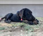 Small #1 Labrador Retriever Mix