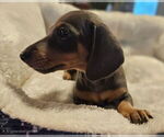 Small #9 Dachshund
