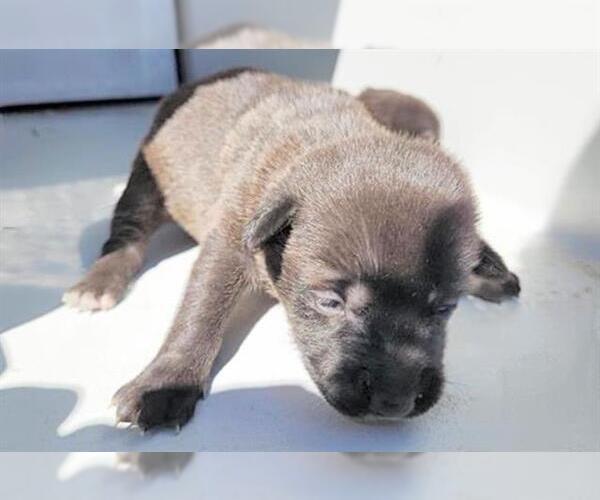 Medium Photo #2 German Shepherd Dog-Unknown Mix Puppy For Sale in Houston, TX, USA